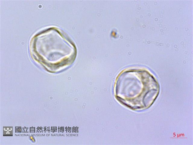 毛花點草藏品圖，第3張