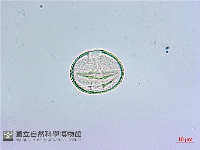 登錄號:S012929藏品圖，第4張
