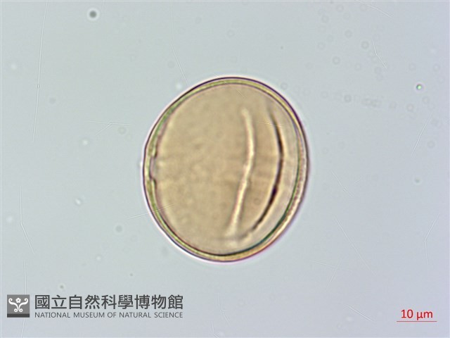 黃心柿藏品圖，第4張