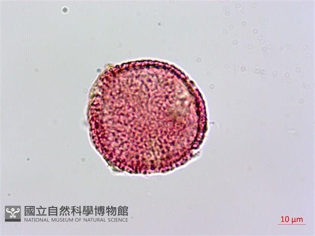 諾氏草藏品圖，第3張