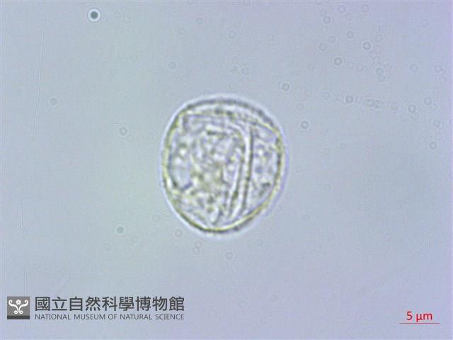 阿里山赤車使者藏品圖，第3張