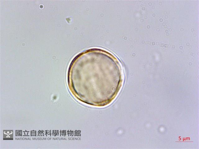 台灣佛甲草、石板菜藏品圖，第4張