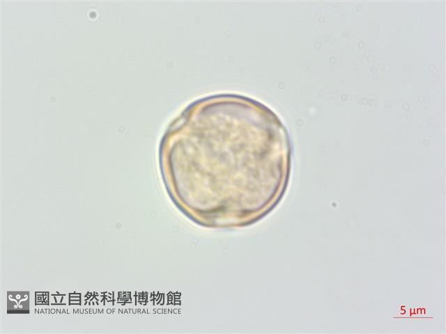 厚葉柃木藏品圖，第3張