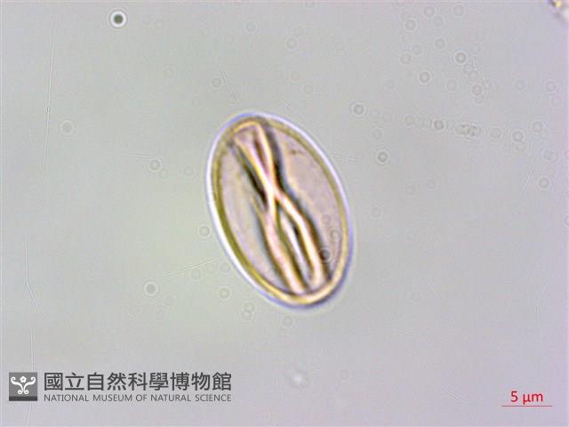 凹葉柃木、濱柃木、翠米茶藏品圖，第3張