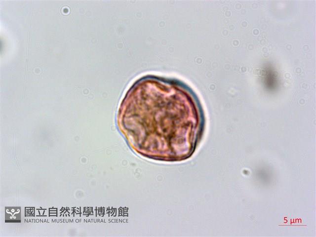 蘭嶼虎皮楠藏品圖，第3張