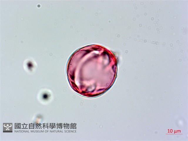 Lan-yu Tabernaemontana Collection Image, Figure 4, Total 4 Figures