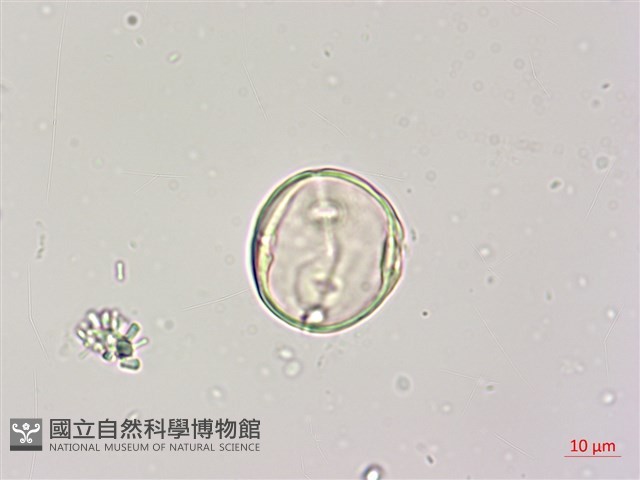 蘭嶼椌木藏品圖，第4張