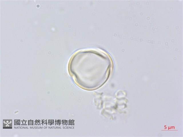假柃木、賽柃木藏品圖，第3張