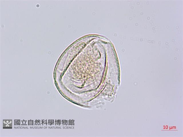 秤錘樹藏品圖，第3張