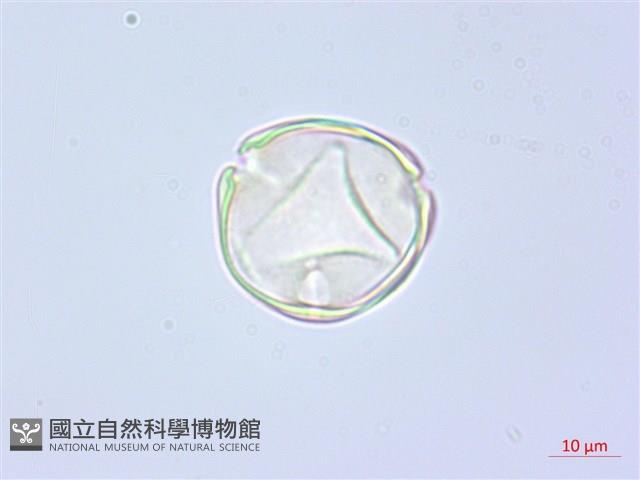 水晶蘭藏品圖，第3張