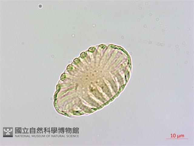 曲江遠志藏品圖，第3張