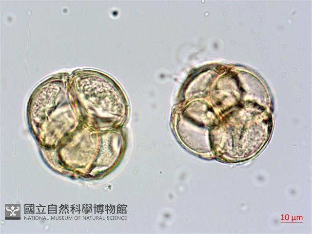 金毛杜鵑藏品圖，第3張