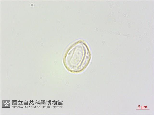 野麻藏品圖，第3張