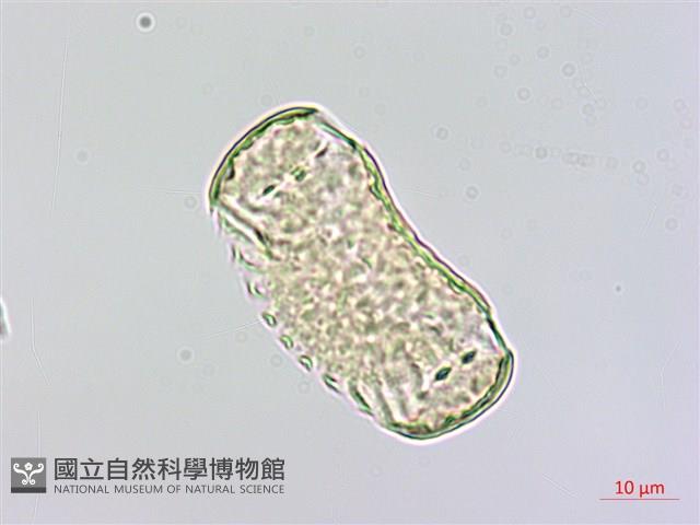 心果小扁豆藏品圖，第3張