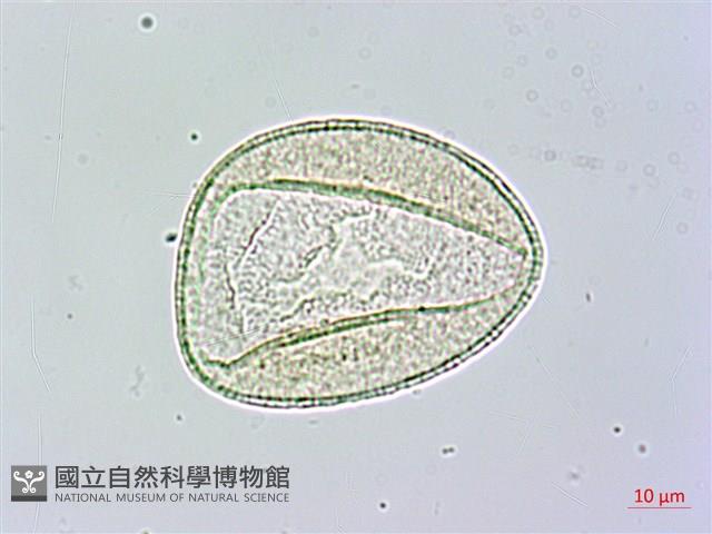 番仔林投藏品圖，第4張