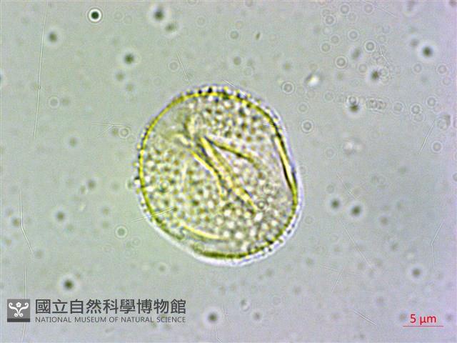 冇骨消藏品圖，第4張