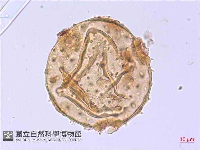 翅子樹、裡白翅子樹、臺灣翅子樹藏品圖，第4張