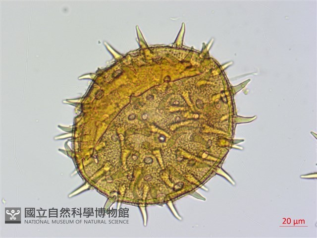 刺芙蓉藏品圖，第3張