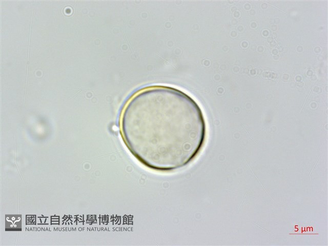 蘭嶼落檐藏品圖，第3張