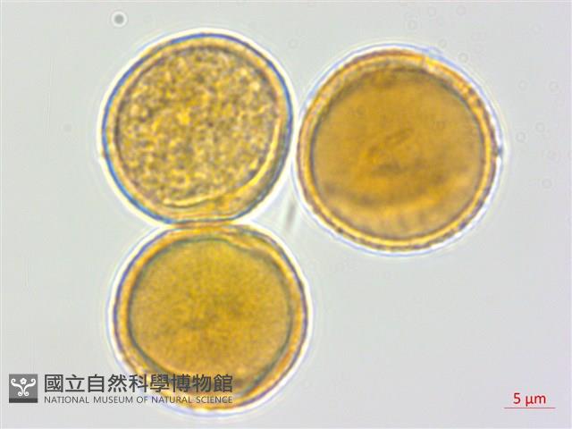 蘭嶼蘋婆藏品圖，第3張