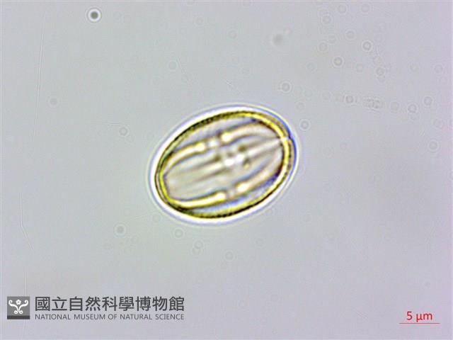 天料木藏品圖，第3張