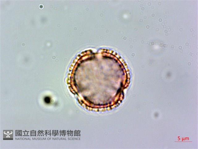 假三腳虌藏品圖，第4張