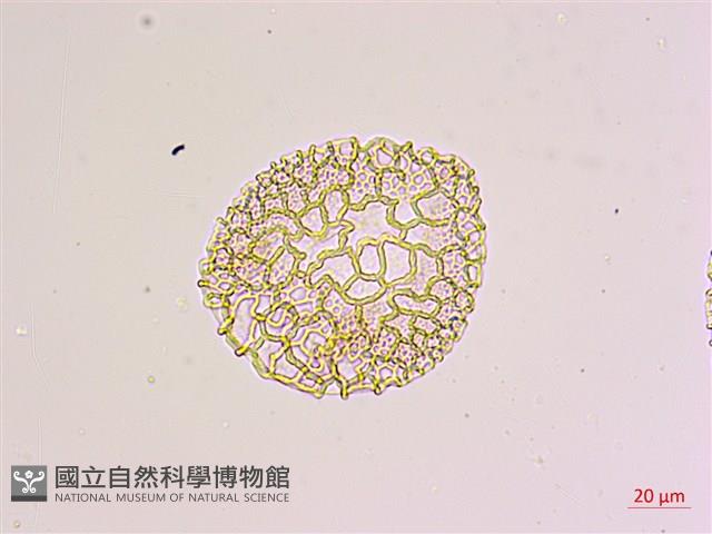 臺灣百合藏品圖，第3張