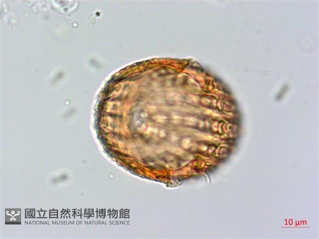 蘭嶼馬藍藏品圖，第4張