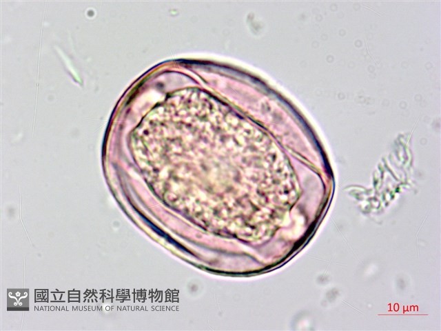 長果月橘藏品圖，第4張