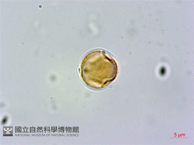 紅頭李欖, 蘭嶼李欖藏品圖，第4張