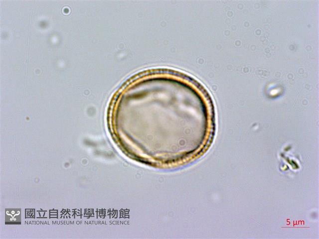 異葉木犀藏品圖，第3張