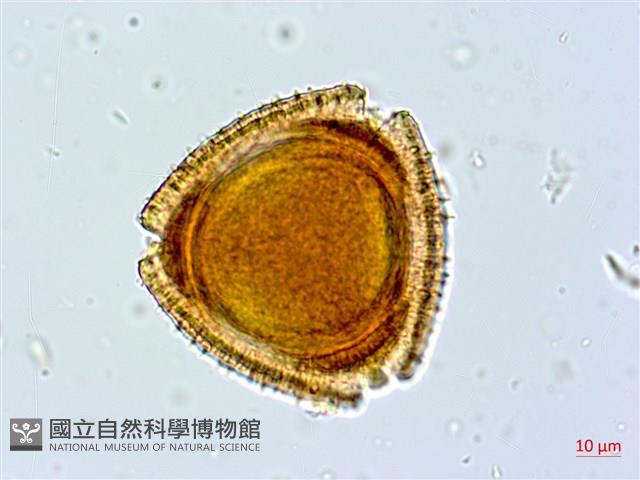 阿里山忍冬、漸尖葉忍冬藏品圖，第4張
