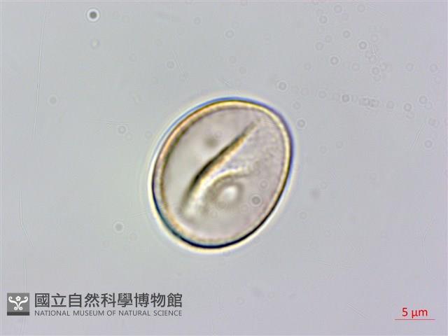 登錄號:S082499藏品圖，第3張