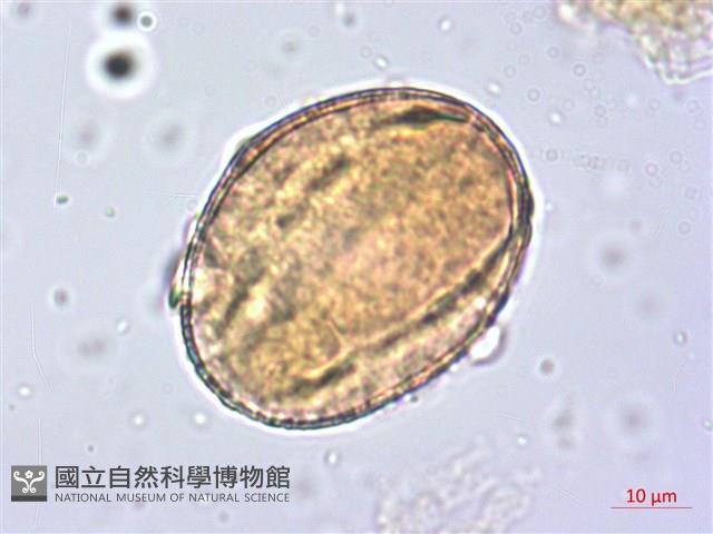 洋紅風鈴木藏品圖，第4張