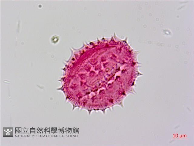 山菊藏品圖，第3張