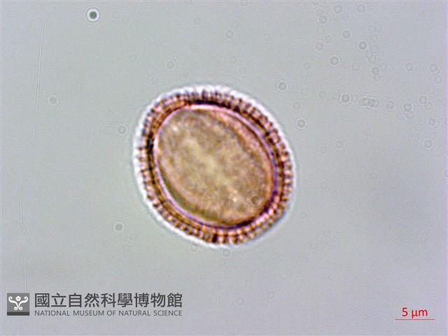 玉山筷子芥藏品圖，第4張