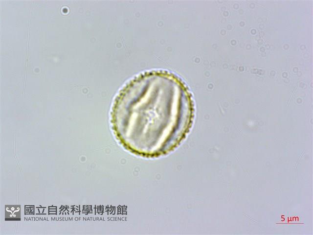 濱槐藏品圖，第3張