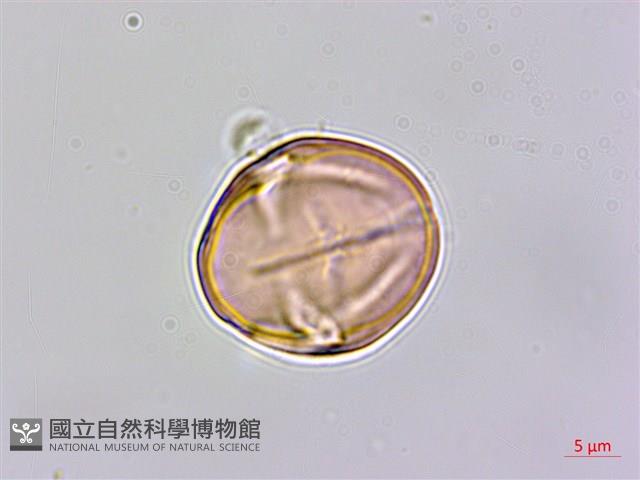 星宿菜藏品圖，第3張