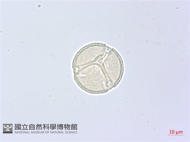 角花烏蘞莓藏品圖，第3張