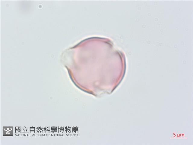 毛果柃木、菱葉柃木藏品圖，第3張