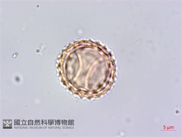 豬草藏品圖，第4張