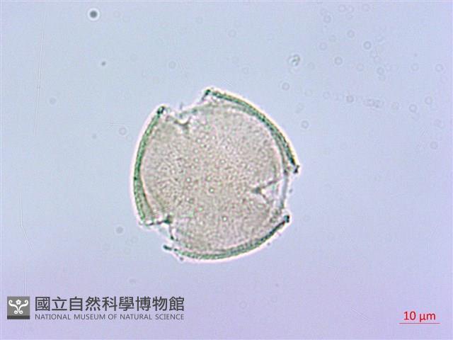 臺灣八角金盤藏品圖，第4張