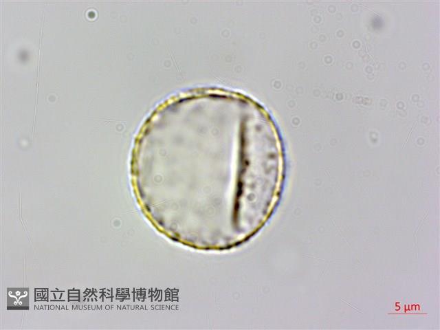 台灣土茯苓、台灣菝契、馬甲菝契藏品圖，第3張