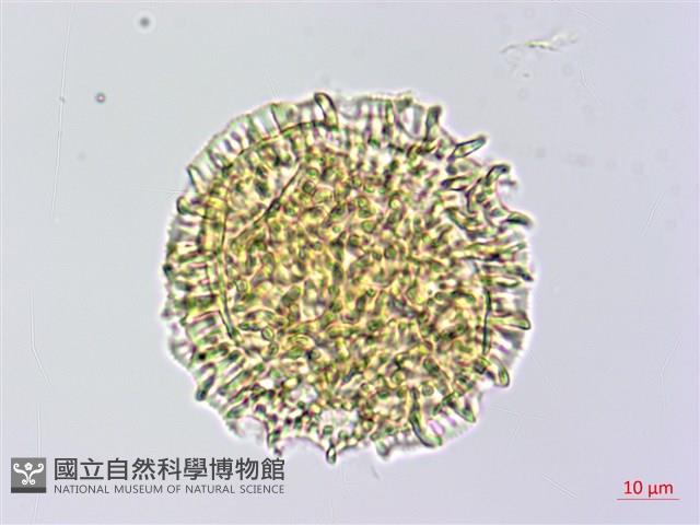 磯松藏品圖，第3張