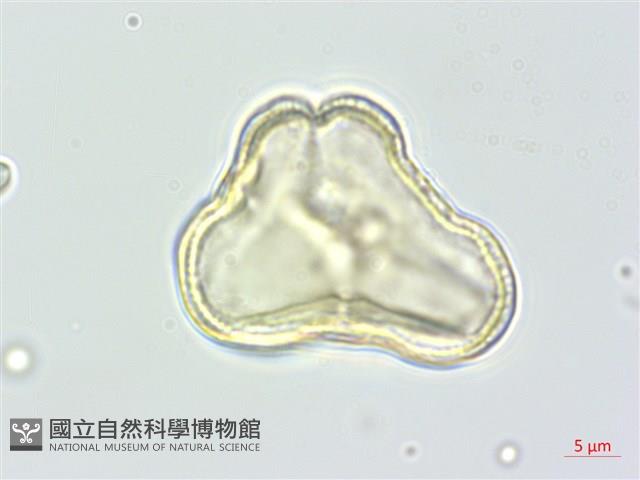 野當歸藏品圖，第3張