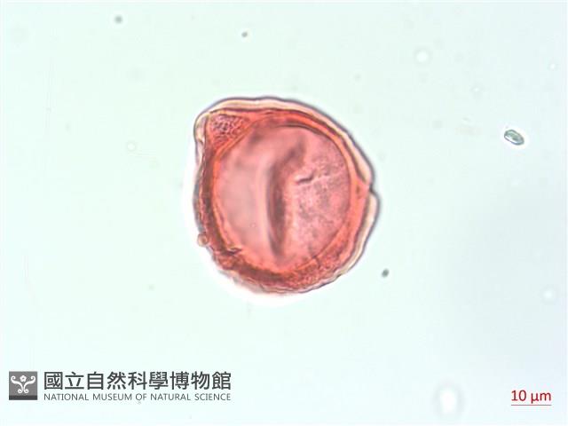合歡柳葉菜藏品圖，第3張