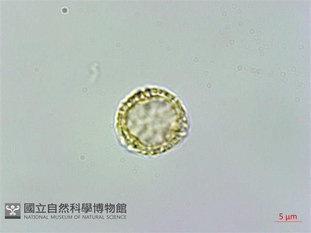 蘭嶼土防己藏品圖，第3張