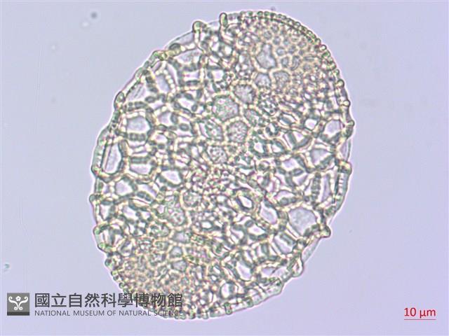 粗莖麝香百合、糙莖麝香百合、鐵炮百合藏品圖，第3張