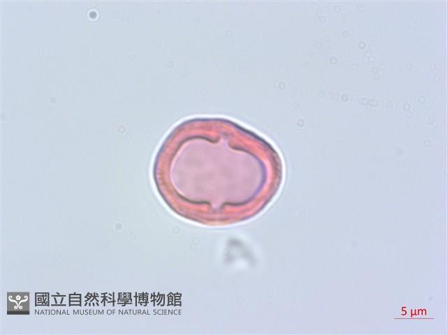 細葉柴胡藏品圖，第3張