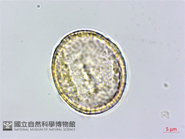 彭氏鐵線蓮藏品圖，第4張